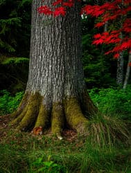 могучее дерево дуб