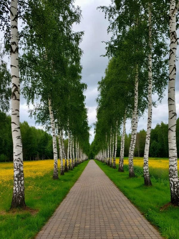 Красивая аллея летом из похожих друг на друга ьерёз
