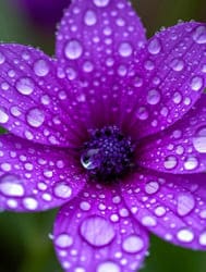 Фиолетовый цветок